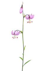Lilium martagon (martagon lily) flower