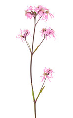 Coronaria flos-cuculi (Lychnis flos-cuculi) flower