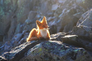 A beautiful wild fox lies on a stone on the slope between the Avachinsky and Koryaksky volcanoes.