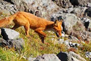A beautiful wild red fox runs on the slope of the Verblyud (literally: Camel) extrusion rock in the valley between the Avachinsky and Koryaksky volcanoes