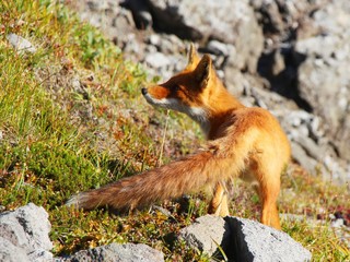 A beautiful wild red fox stands on the slope of the Verblyud (literally: Camel) extrusion rock in the valley between the Avachinsky and Koryaksky volcanoes