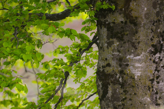 particolare di albero di Faggio (Fagus sylvatica) - tronco e foglie