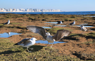 Seagulls on the shore in Cadiz, Andalusia, Spain