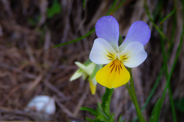 Viola tricolor - primo piano del fiore