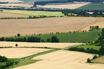 Obraz premium Grain field in the summer. East Moravia. Czech Republic. Europe.