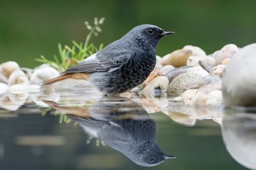 Reflection of black redstart - Phoenicurus ochruros - in water. East Moravia. Czech Republic. Europe.