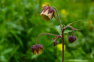 Geum rivale - particolare della fioritura