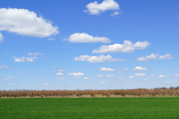 light clouds in sunny weather over an agricultural field. Spring