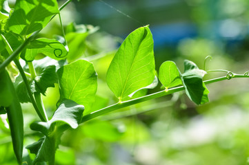 The green peas in the vegetable garden.
