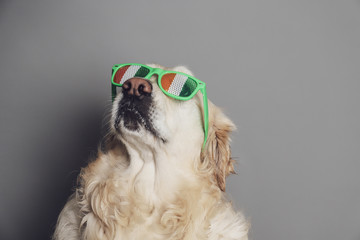 Purebred white golden retriever with saint patricks day glasses against a grey seamless backdrop