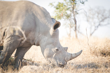 Obraz premium Close up image of a white rhino feeding on grass in a national park in south africa