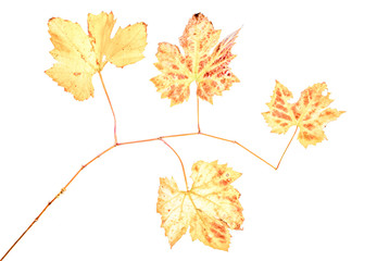 Grape vine leaves autumnal on a white background 