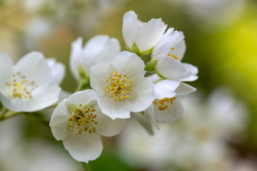 Beautiful blossoming branch of jasmine in garden