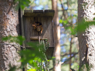 Small squirrels in a birdhouse