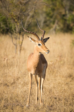 Close up image of impala in a national park in south africa