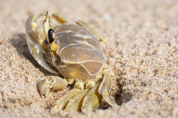 A crab coming out of the den carved into the sand