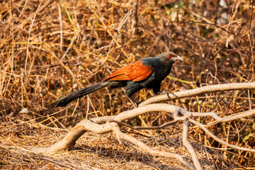 Greater Coucal
