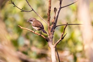 Gray Bushchat