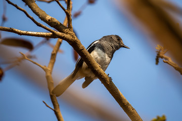 Oriental Magpie Robin female