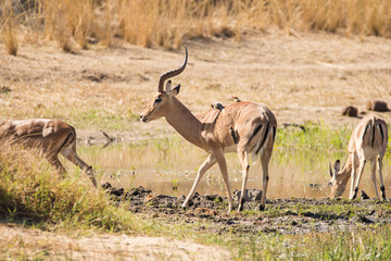 Naklejka premium Close up image of impala in a national park in south africa