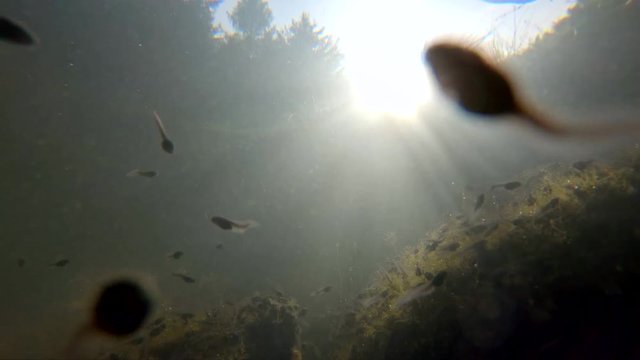 Common toad (Bufo bufo) tadpoles underwater