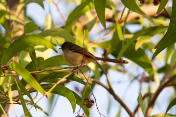 Plain Prinia