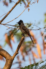 Red Vented Bulbul