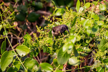 Obraz premium Red Vented Bulbul