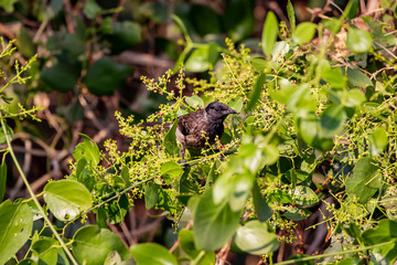 Red Vented Bulbul