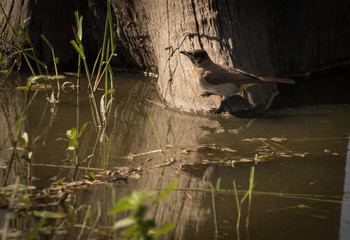 Close up image of a cape bullbull bird drinking water