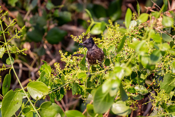 Red Vented Bulbul