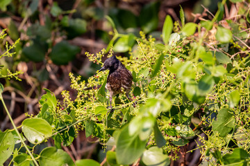 Red Vented Bulbul