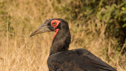 Close up image of a ground hondbill bird in a nature reserve in south africa