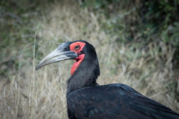 Close up image of a ground hondbill bird in a nature reserve in south africa