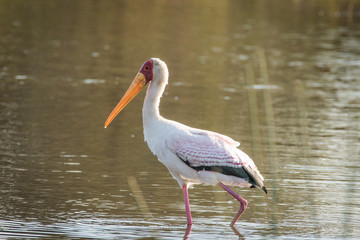 Close up image of a stork fishing in a pond in a national park in south africa