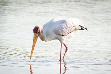 Close up image of a stork fishing in a pond in a national park in south africa