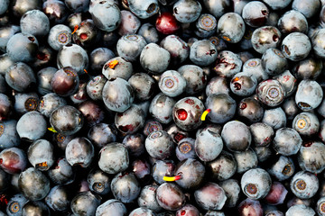 Berries fresh ripe blueberries close-up. Blueberries background