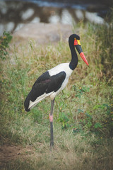Close up image of a saddle bill stork in a nature reserve in south africa