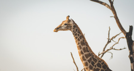 Close up image of Giraffe in a national park in South Africa