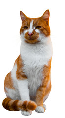 Funny cat isolated on white background closeup