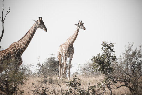 Close up image of Giraffe in a national park in South Africa