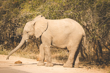Fototapeta na wymiar Close up image of an African Elephant in a nature reserve in South Africa