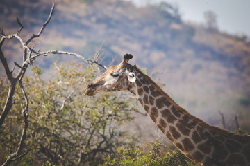 Obraz premium Close up image of Giraffe in a national park in South Africa