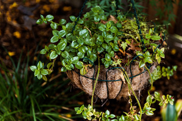 Luscious hanging garden basket hanging from tree branch above.