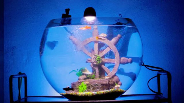 Small Home Aquarium