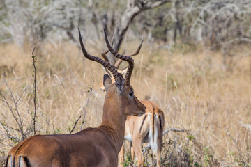 Naklejka premium Close up image of impala in a national park in south africa