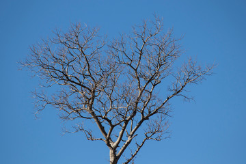 Tree full of branches in a blue sky during winter