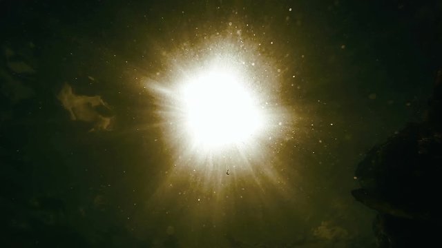 Sun shining through water and fish swimming by