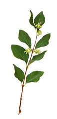 Twig with green leaves and buds of snowberries isolated on white