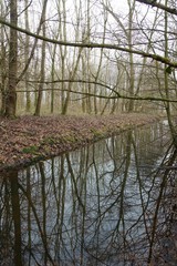 Fototapeta na wymiar Dutch forest reflexion